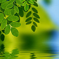 Leaves reflecting in water