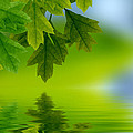 Leaves reflecting in water