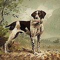 Hunting Dog circa 1879